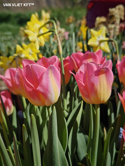 Tulipán Triumph – Tom Pouce – 12/+