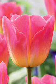 Tulipán Triumph – Tom Pouce – 12/+