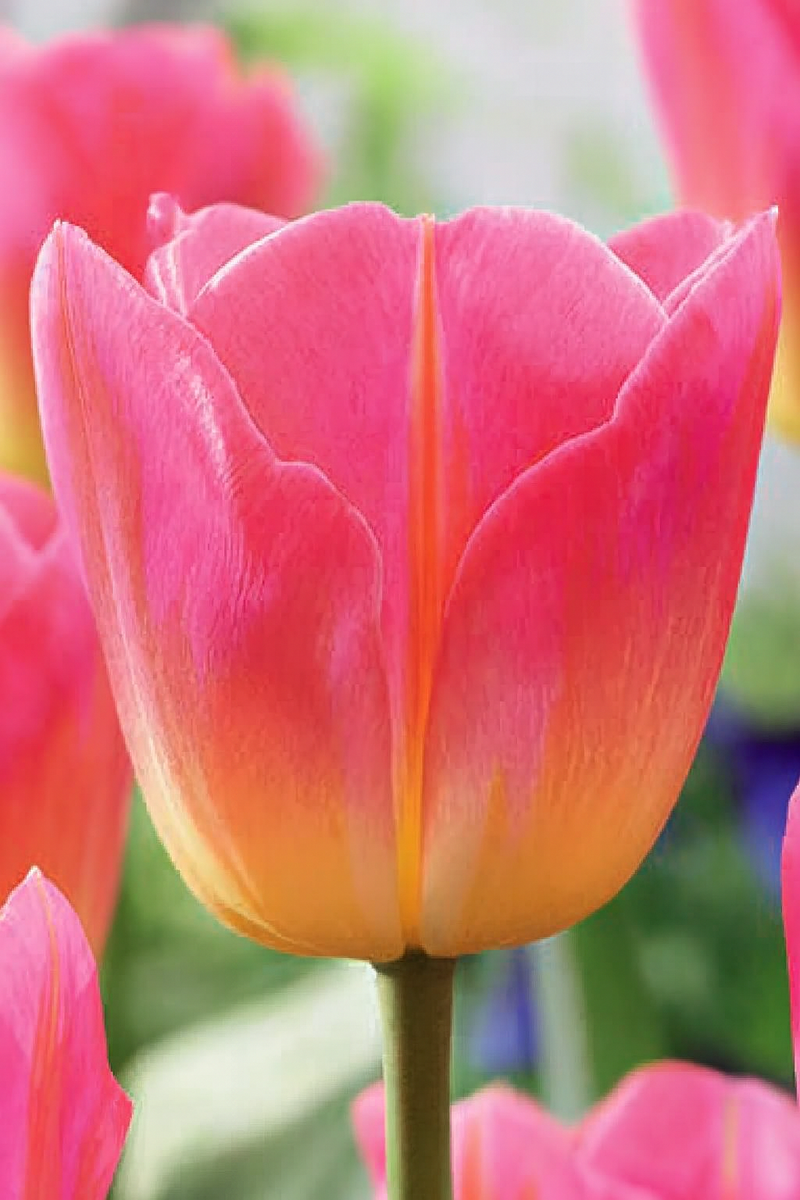 Tulipán Triumph – Tom Pouce – 12/+