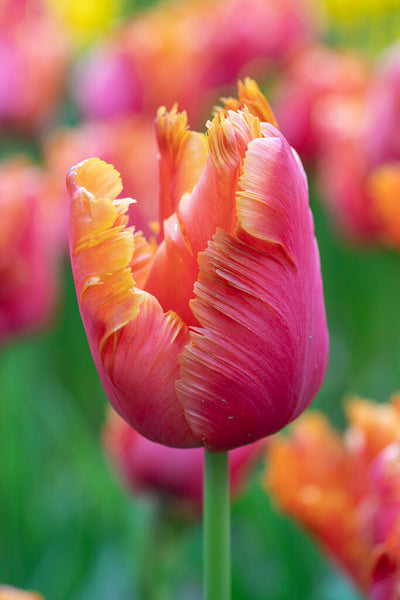 Tulipán Papagáj – Amazing Parrot – 12/+