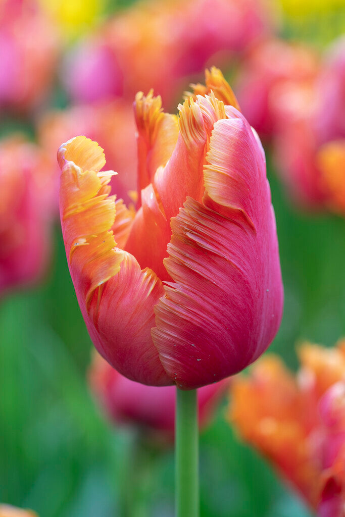 Tulipán Papagáj – Amazing Parrot – 12/+