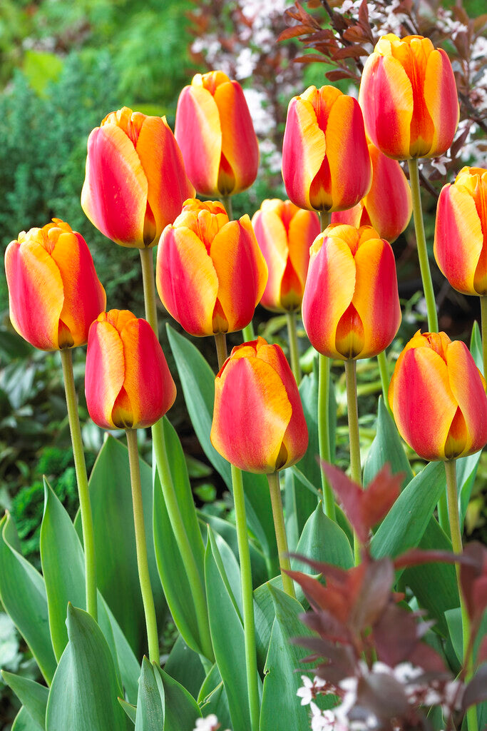 Tulipán Darwin Hibrid – Apeldoorn's Elite – 12/+