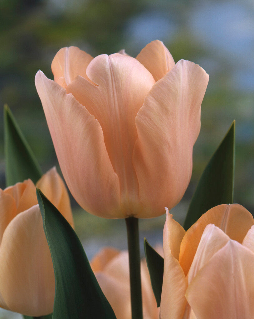Tulipán Egynyílású – Apricot Beauty – 12/+