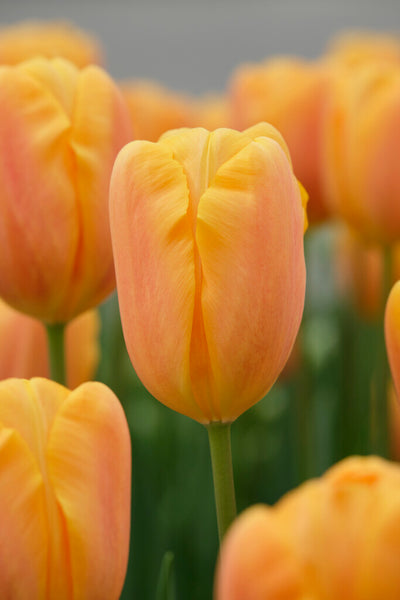 Tulipán Triumph – Belville – 12/+