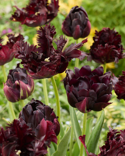 Tulipán Papagáj – Black Parrot – 12/+