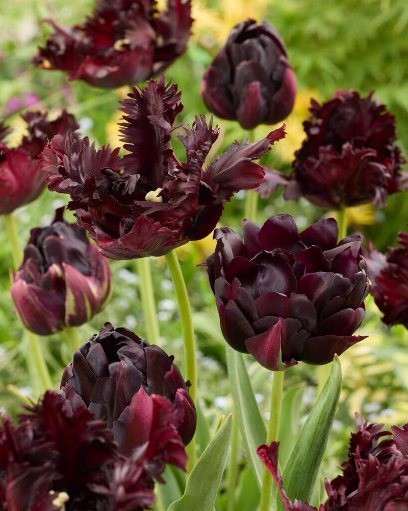 Tulipán Papagáj – Black Parrot – 12/+