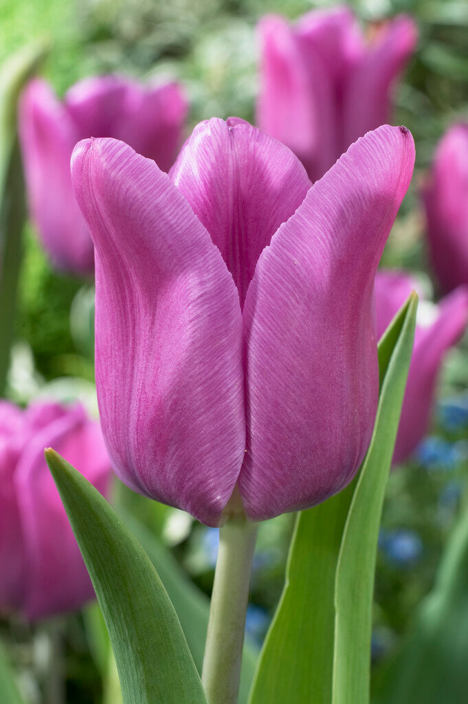 Tulipán Triumph – Blue Beauty – 12/+