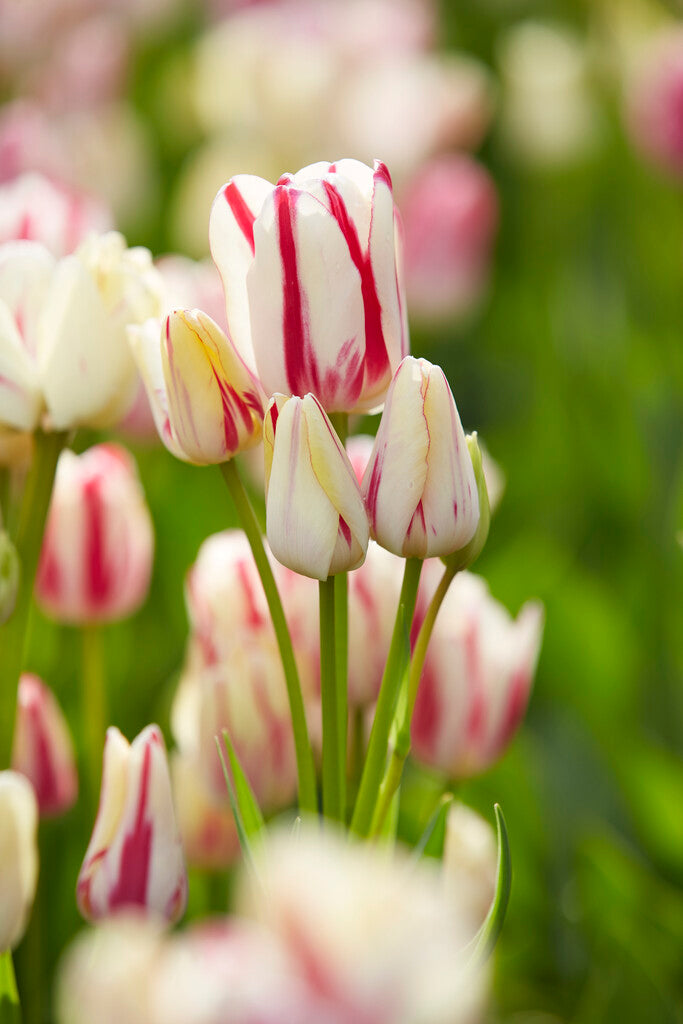 Tulipán Tövirágú – Candy Club – 12/+