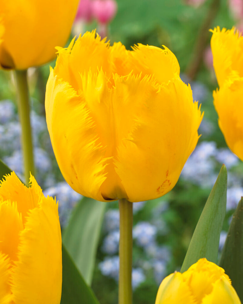 Tulipán Rojtos – Crystal Star – 12/+
