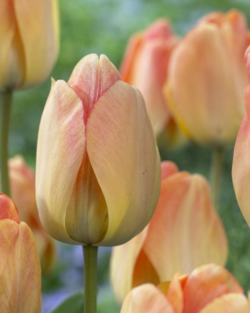 Tulipán Dawrin Hibrid – Daydream – 12/+