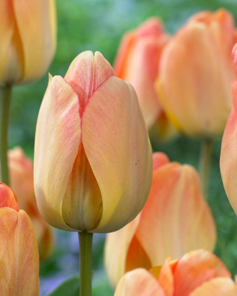 Tulipán Dawrin Hibrid – Daydream – 12/+