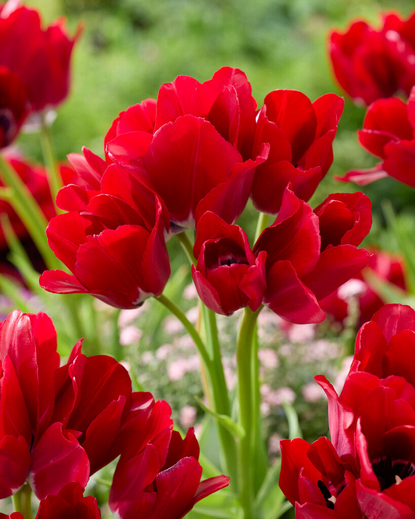 Tulipán Tövirágú – Fiery Club – 12/+