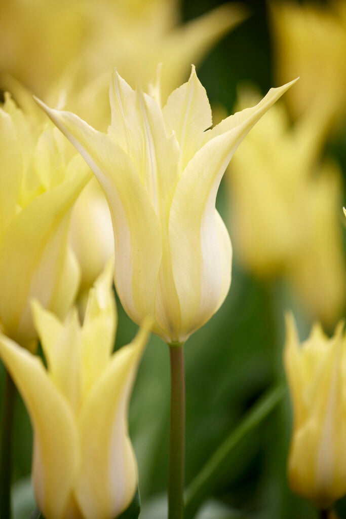 Tulipán Liliomvirágú – Florijn Chic – 12/+