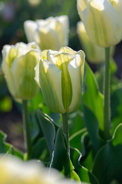 Tulipán Triumph – Green Spirit – 12/+