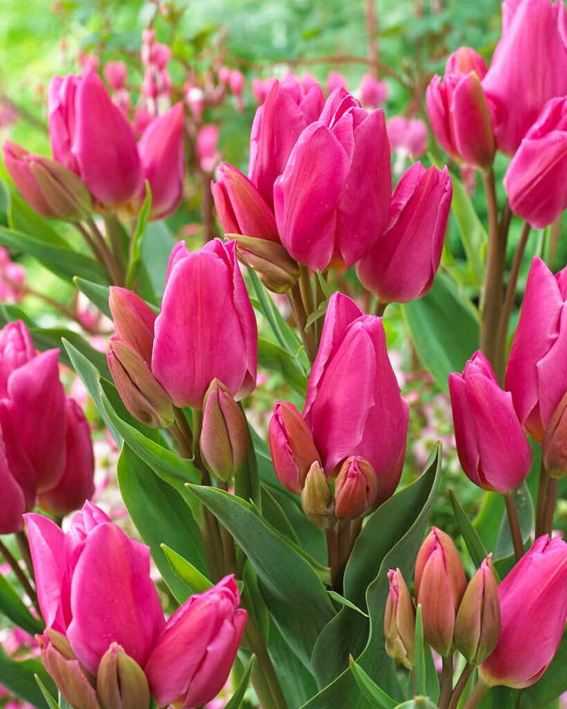 Tulipán Tövirágú – Happy Family – 12/+