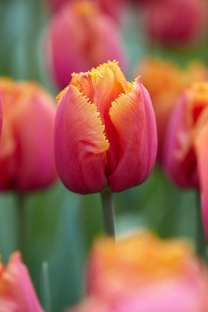 Tulipán Rojtos – Louvre Orange – 12/+