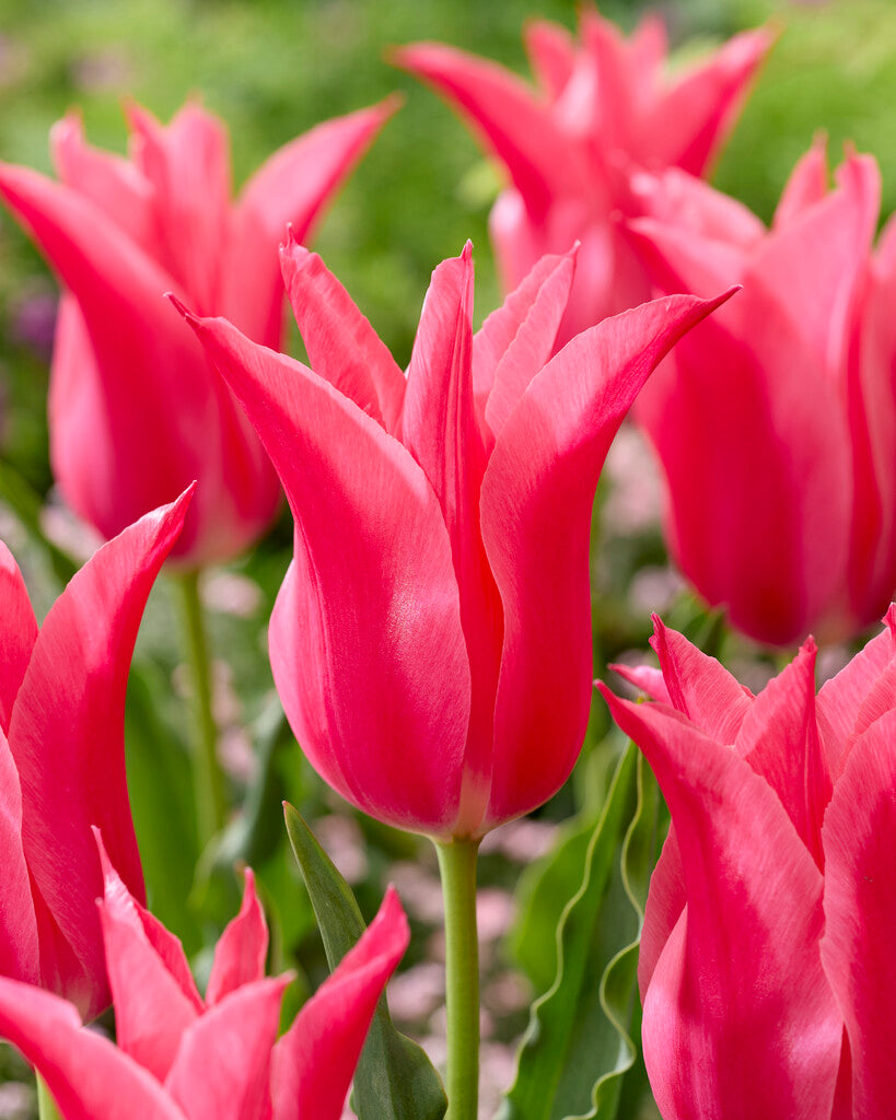 Tulipán Liliomvirágú – Mariette – 12/+