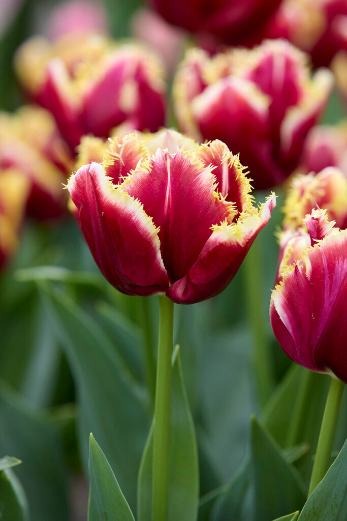 Tulipán Rojtos – Mercure – 12/+