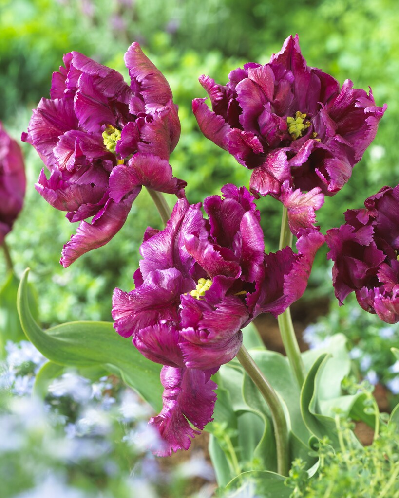 Tulipán Papagáj - Parrot Negrita - 12/+