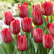 Tulipán Triumph – Pallada – 12/+