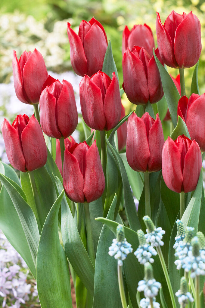 Tulipán Triumph – Pallada – 12/+