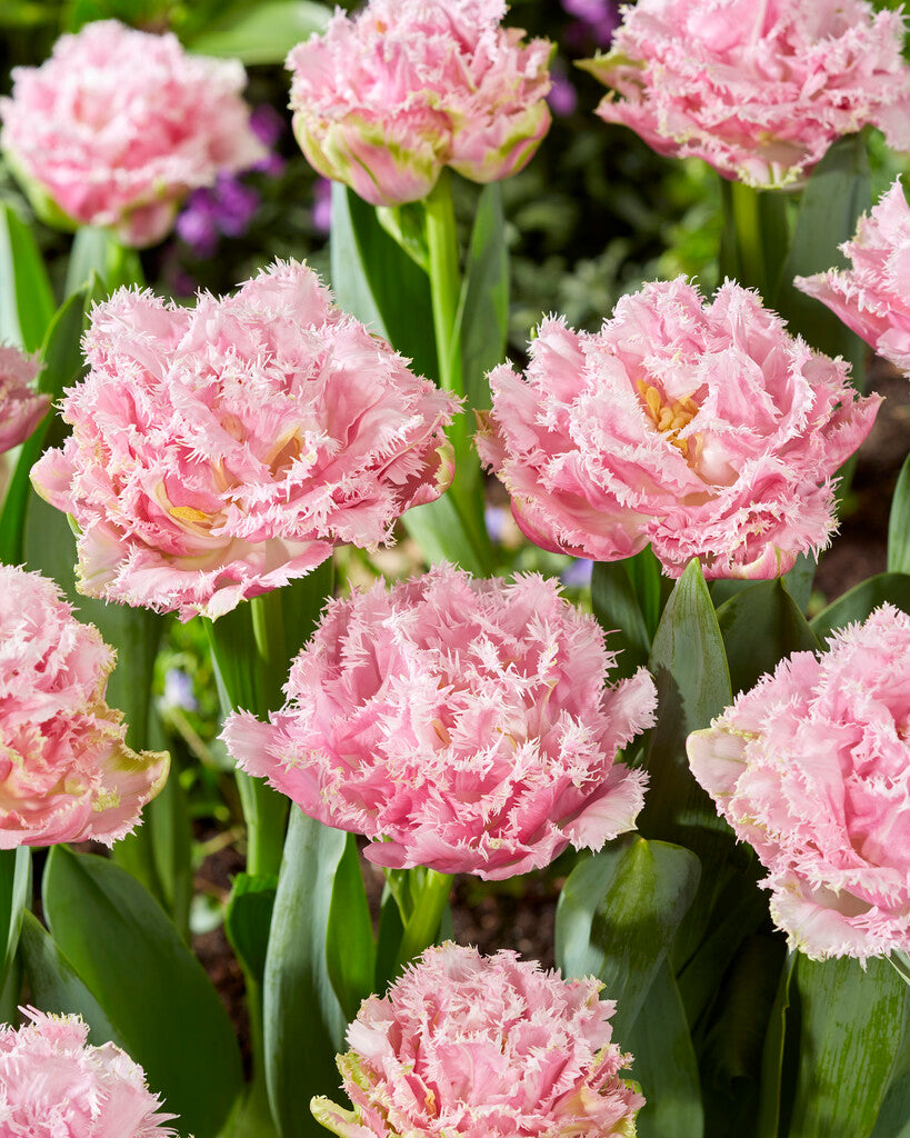 Tulipán Rojtos – Perth – 12/+