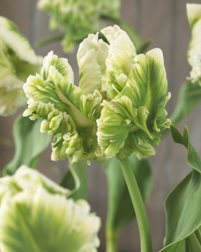 Tulipán Papagáj - Super Parrot - 12/+