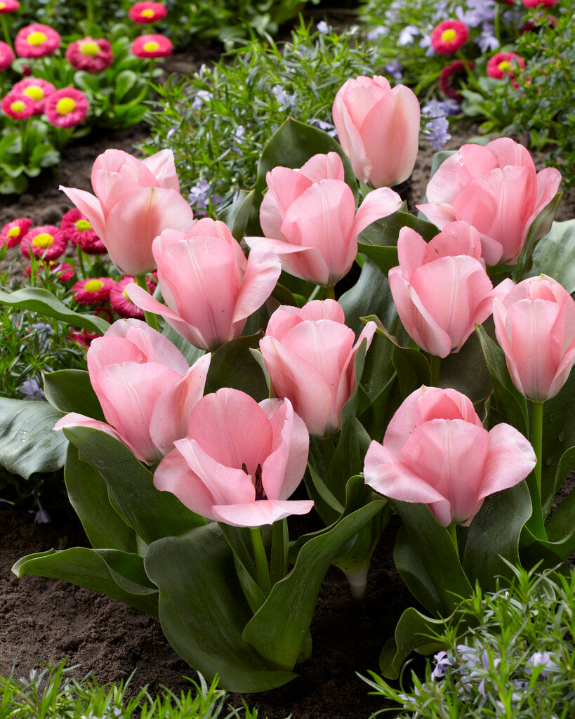 Tulipán Fosteriana – Sweet Sixteen – 12/+