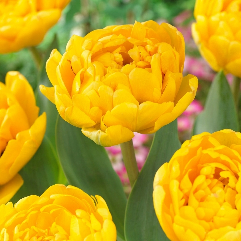 Tulip Double Late - Yellow Pomponette - 12/+