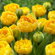 Tulip Double Late - Yellow Pomponette - 12/+