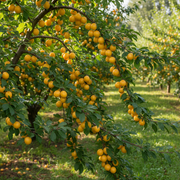 Féltörpe Mirabella Szilvafa - ‘Mirabelle de Nancy’