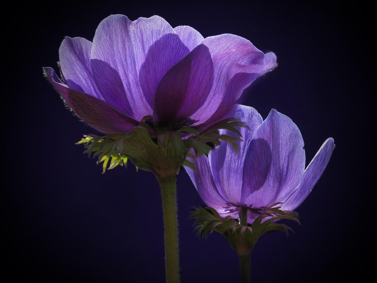 Anemone - Mistral Blue - +2/3