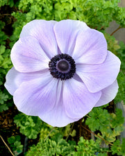 Anemone - Azzurro - 2/3