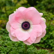 Szellőrózsa – Rosa Chiaro – 2/3