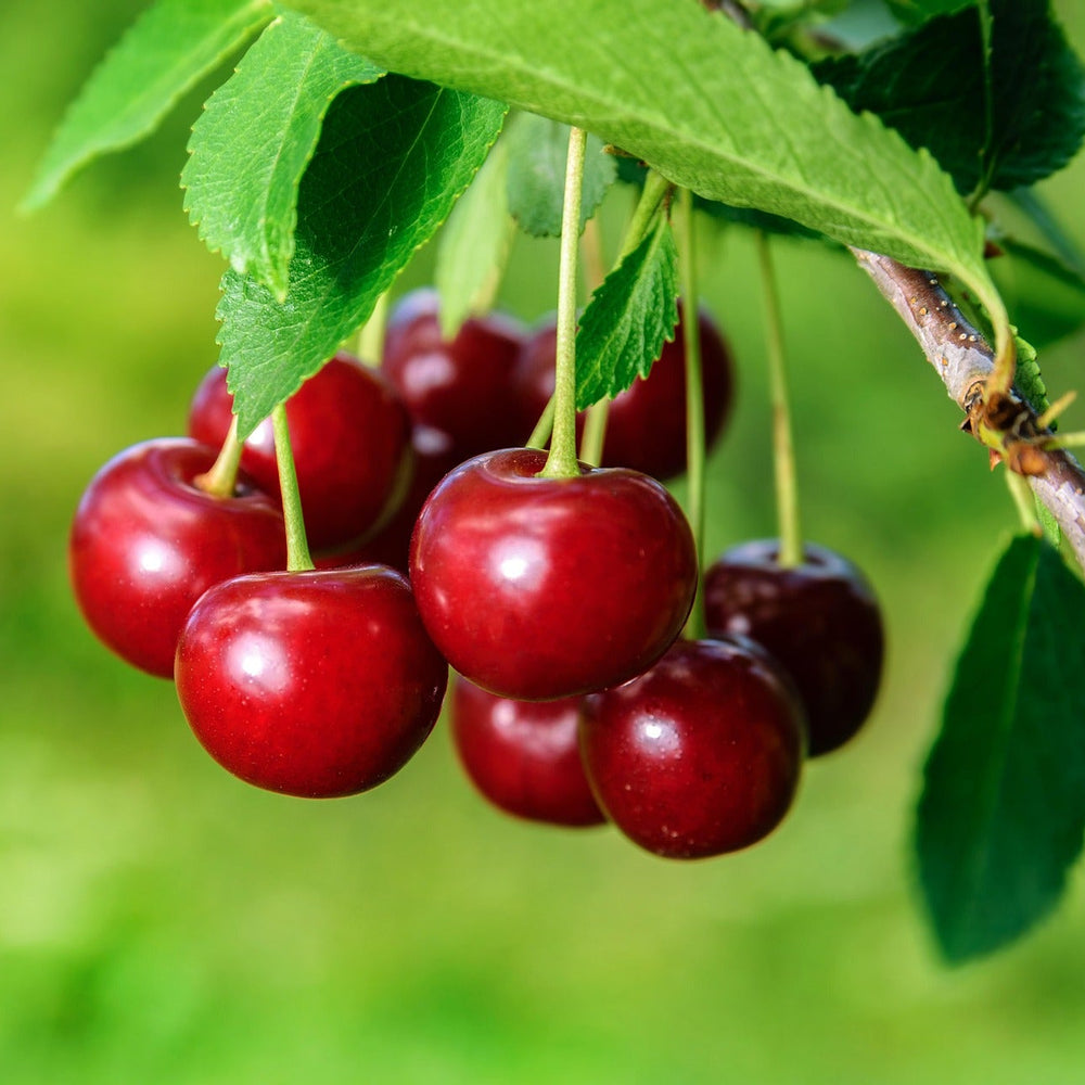 <strong>Fák & Gyümölcsök</strong>