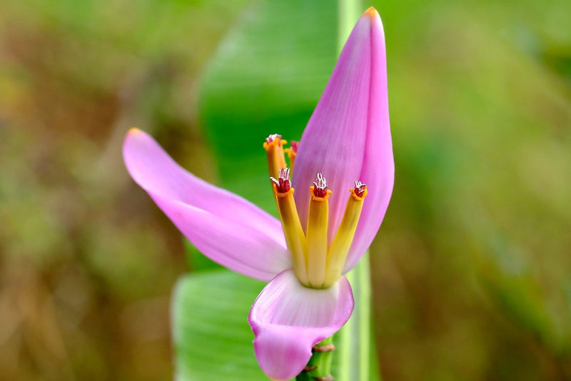 Small Garden - Pink Banana - 10-15 Seeds