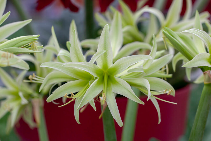 Amaryllis - Evergreen - 30/32