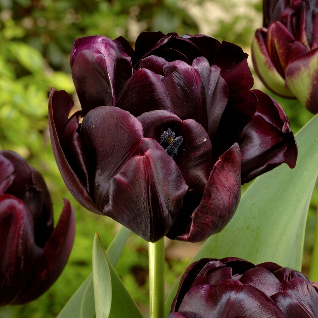 Tulip Double Late - Black Hero - 12/+