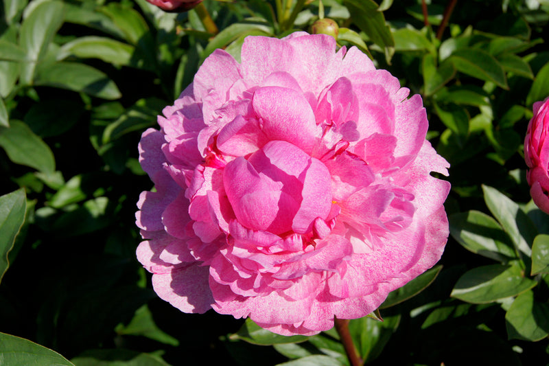 Peony - The Fawn - 3/5 eyes
