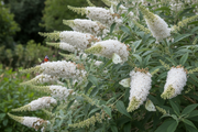 Nyári orgona – White Bouquet – 3L