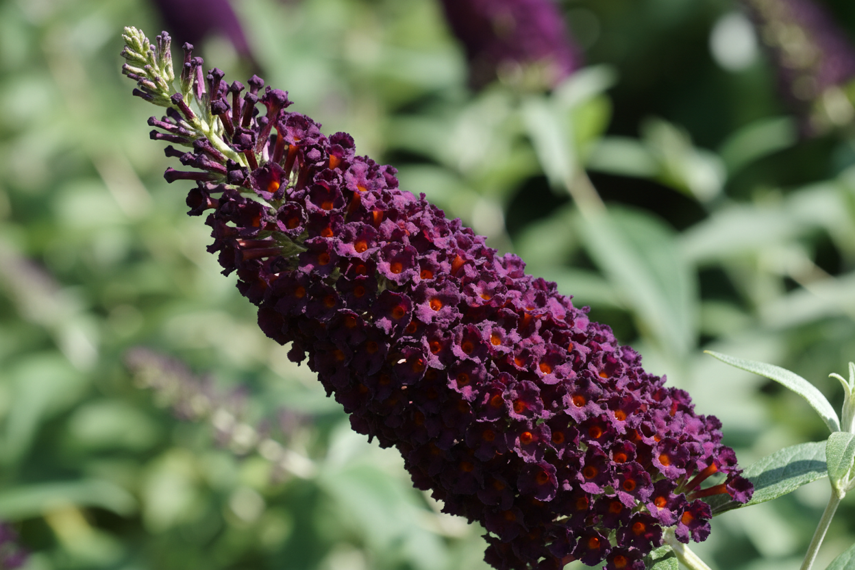 Nyári orgona – Black Knight – 3L