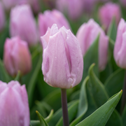 Tulipán Triumph – Candy Prince – 12/+