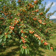 Féltörpe Cseresznyefa - ‘Bigarreau Napoléon’