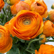 Boglárka Elegance – Clementine – 2/3