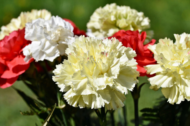 Carnation - Grenadin - 0,5g