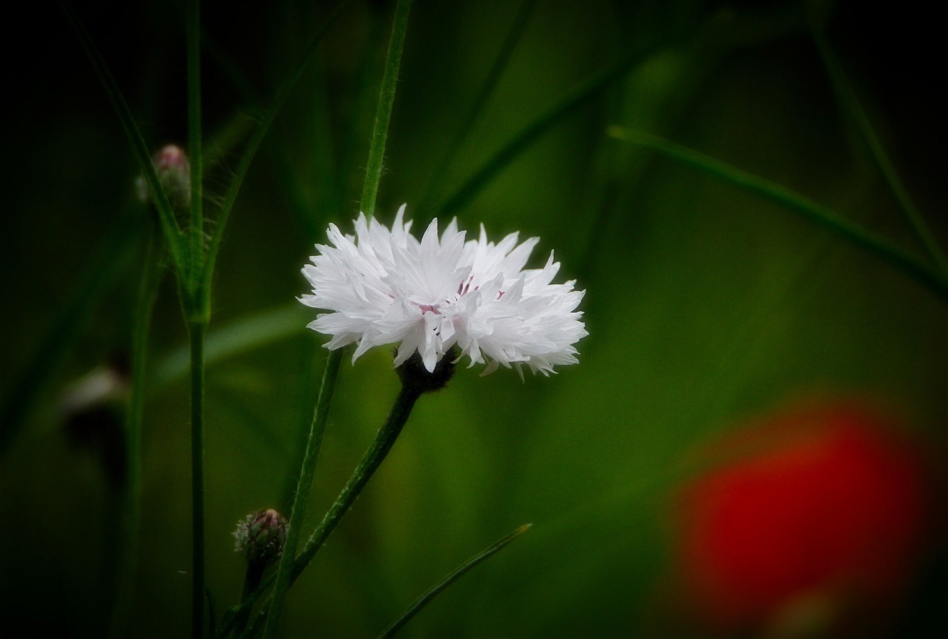 Búzavirág - White Ball - 1g
