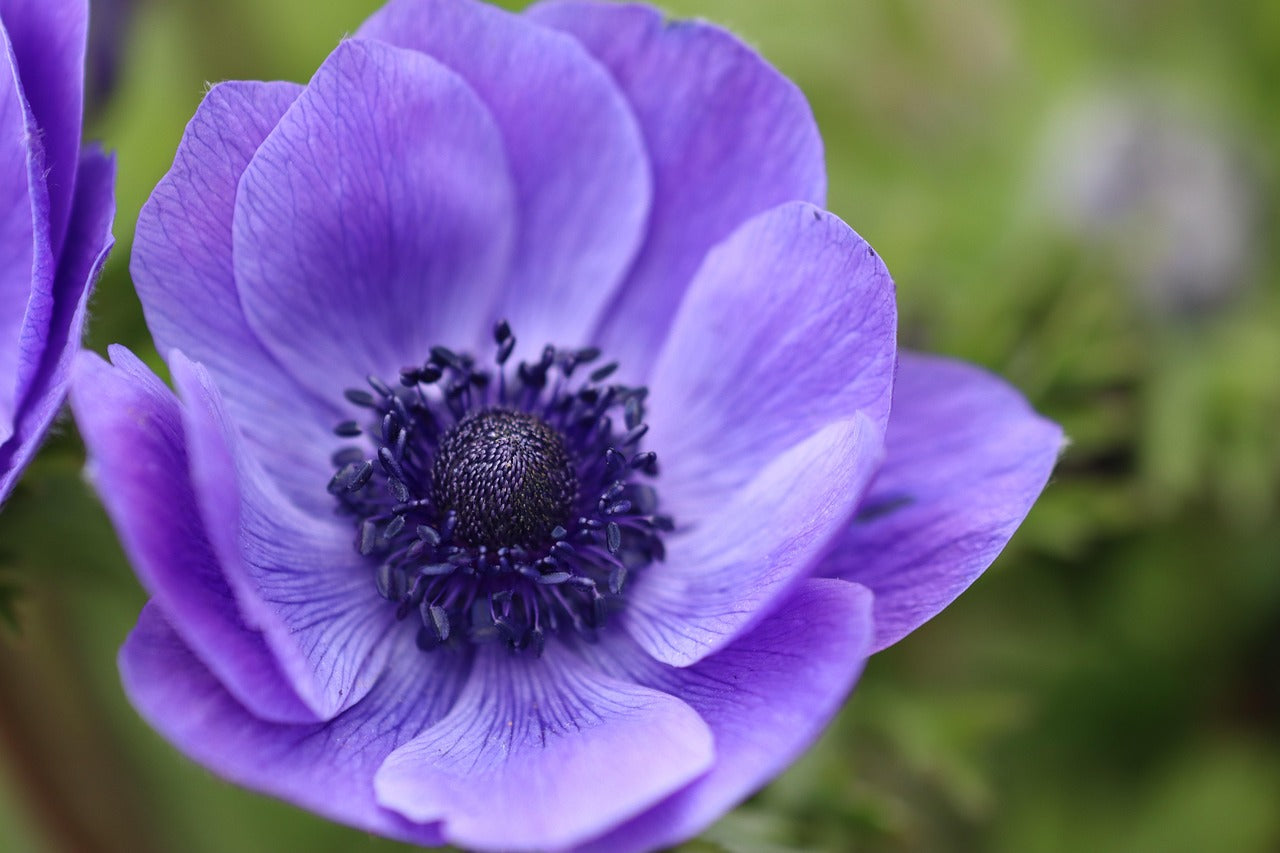 Anemone - Mistral Blue - +2/3