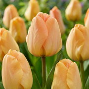 Tulipán Dawrin Hibrid – Daydream – 12/+