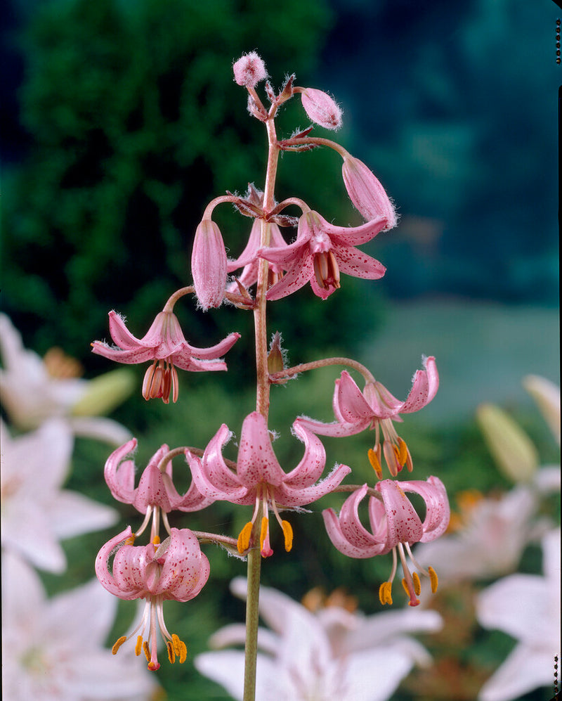 Liliom – Martagon Purper – 16/18