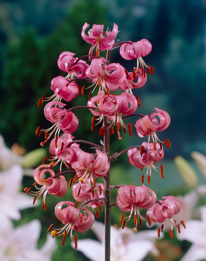 Liliom – Martagon Purper – 16/18